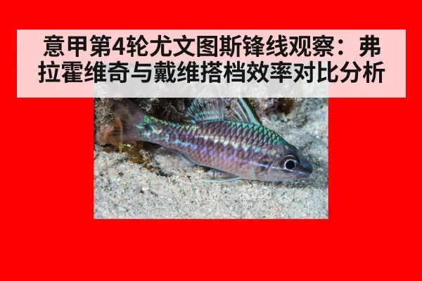 意甲第4轮尤文图斯锋线观察：弗拉霍维奇与戴维搭档效率对比分析